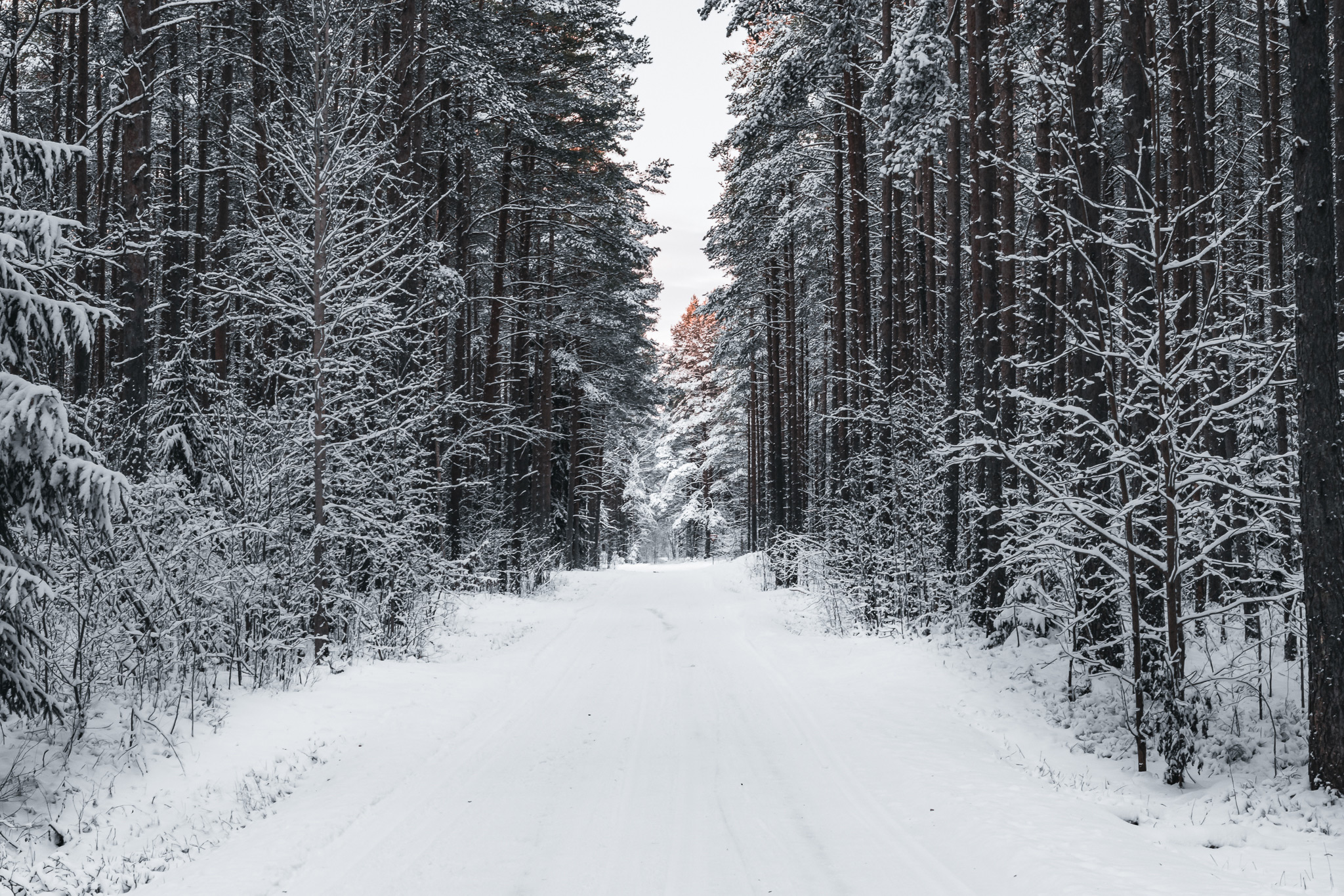 raunoleinasaar, leinasaarfoto, loodus, loodusepildistamine fotograaf, pildistamine, pärnufotograaf