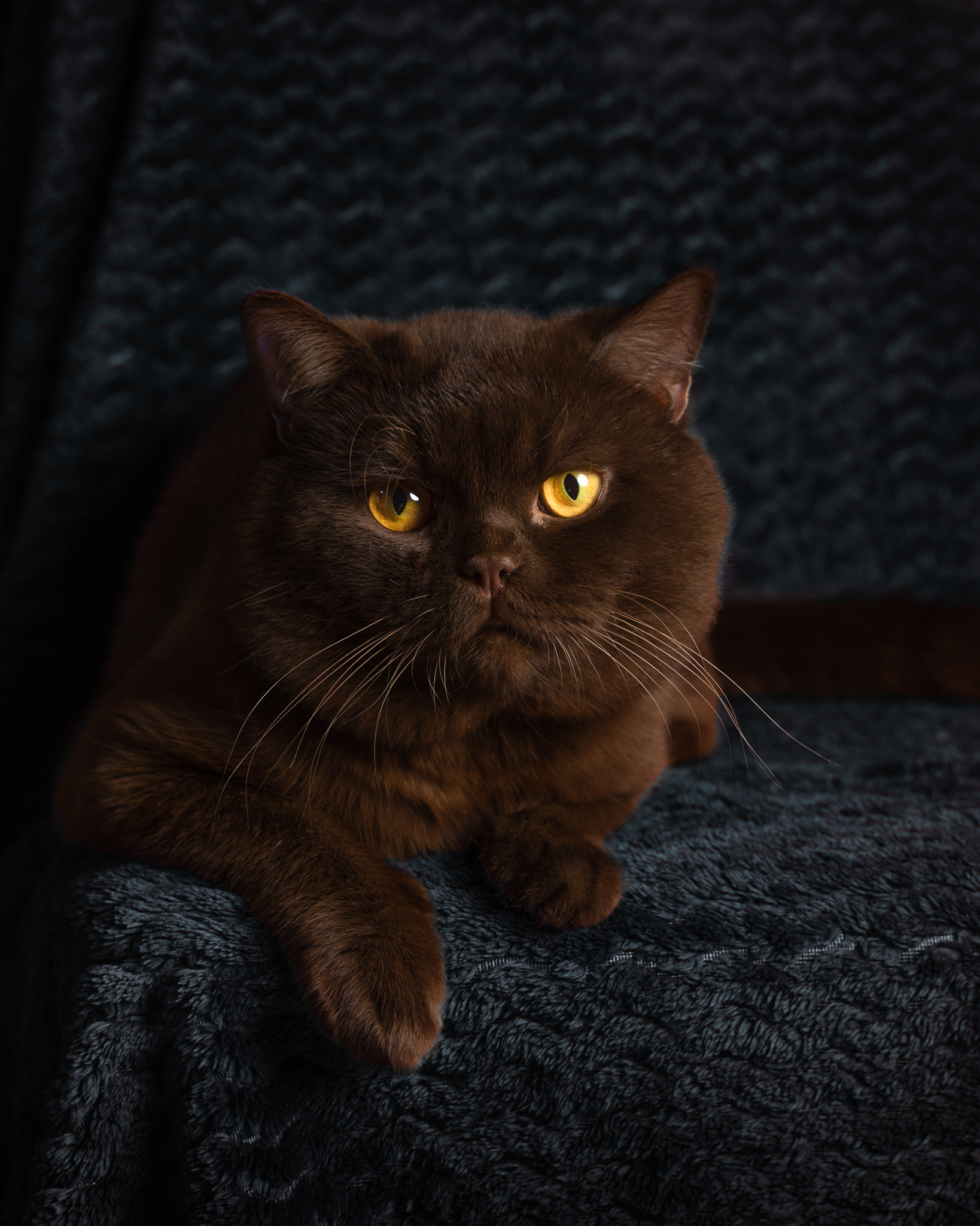 raunoleinasaar, leinasaarfoto, loomad, loomadepildistamine, fotograaf, pildistamine, pärnufotograaf