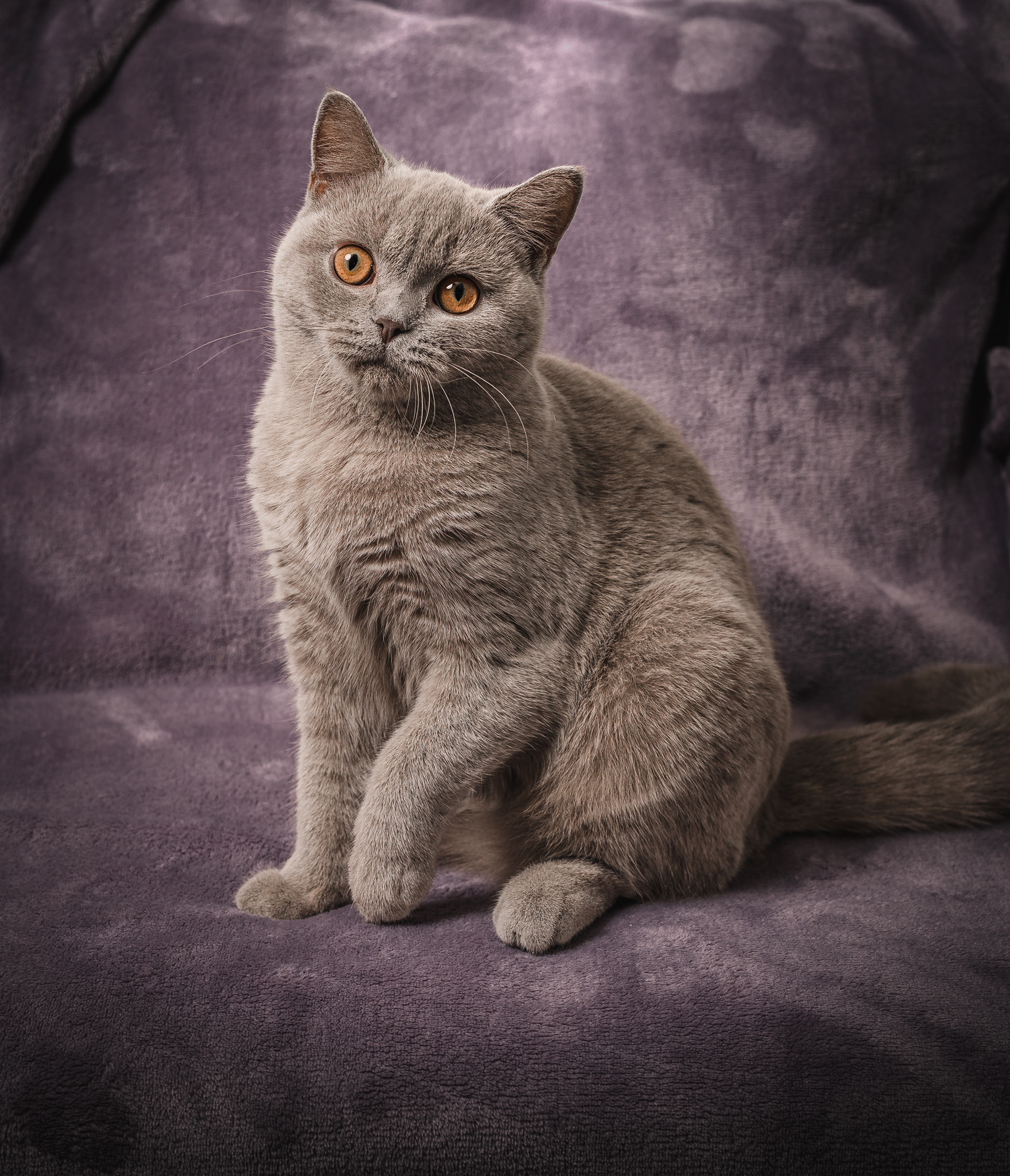 raunoleinasaar, leinasaarfoto, loomad, loomadepildistamine, fotograaf, pildistamine, pärnufotograaf