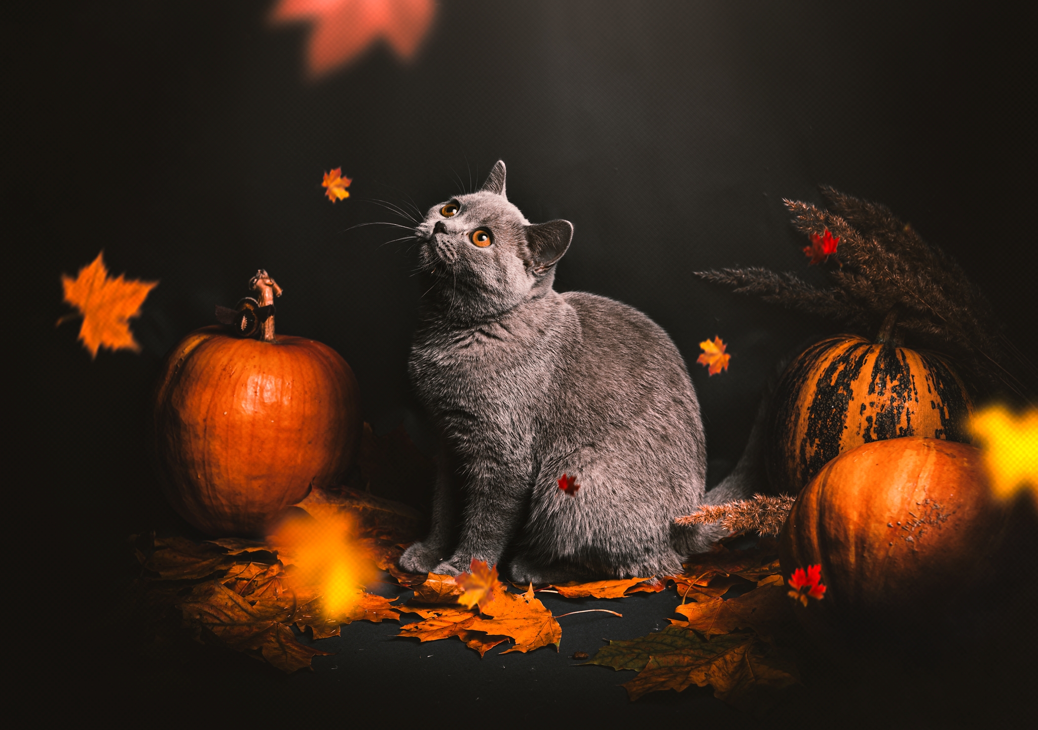 raunoleinasaar, leinasaarfoto, loomad, loomadepildistamine, fotograaf, pildistamine, pärnufotograaf