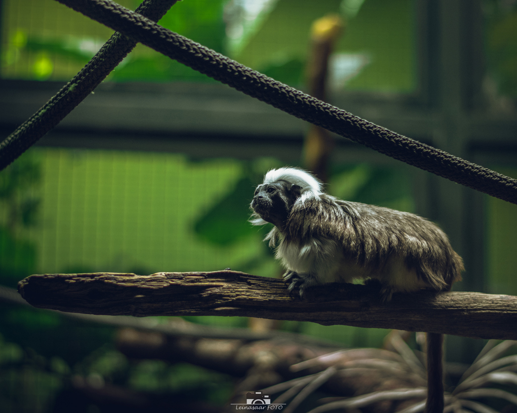 raunoleinasaar, leinasaarfoto, loomad, loomadepildistamine, fotograaf, pildistamine, pärnufotograaf