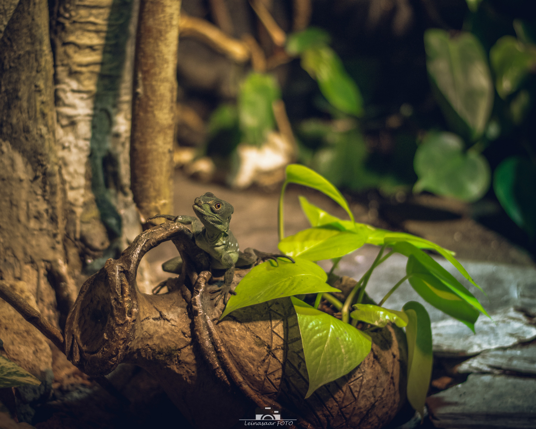 raunoleinasaar, leinasaarfoto, loomad, loomadepildistamine, fotograaf, pildistamine, pärnufotograaf