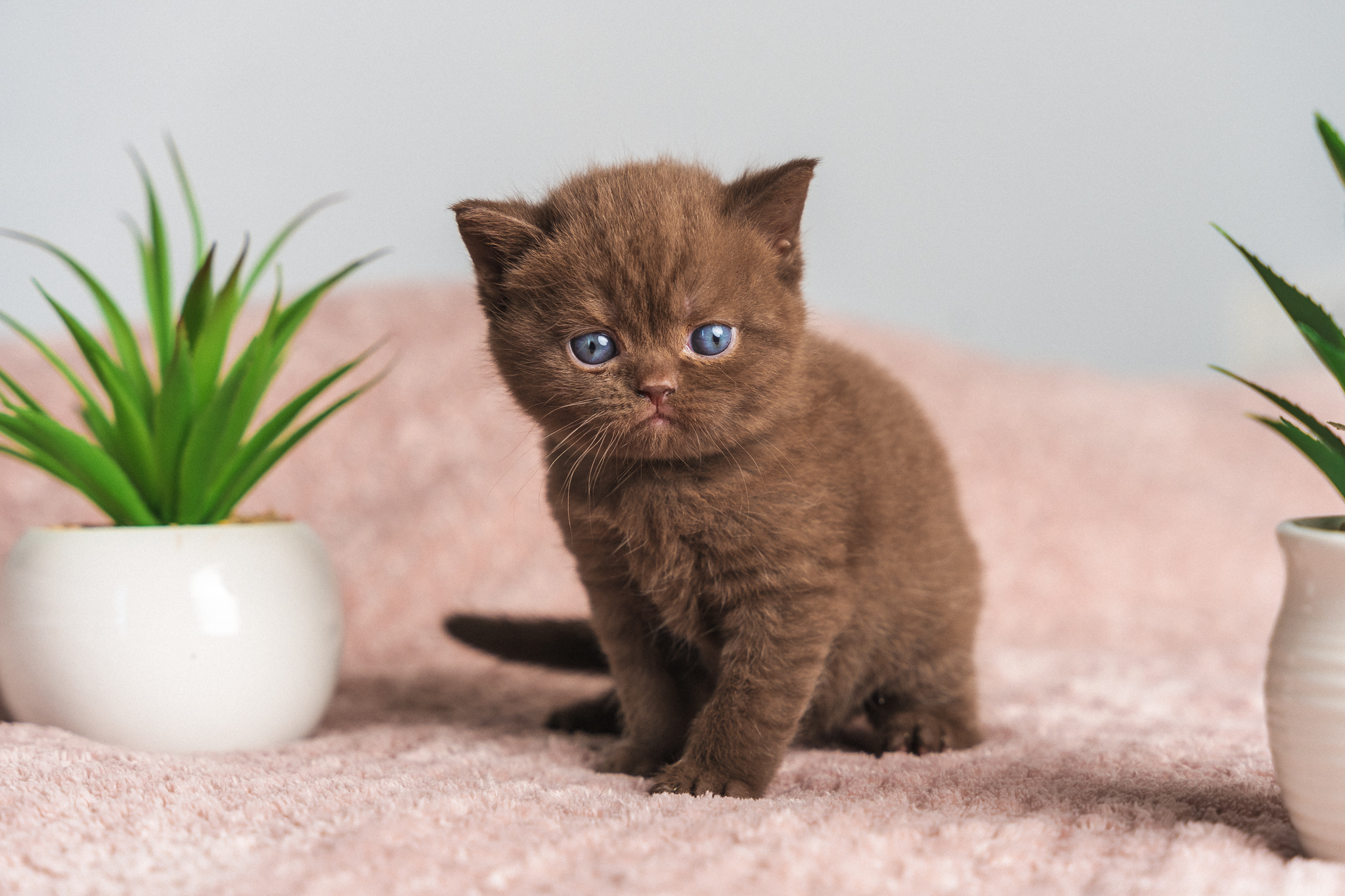 raunoleinasaar, leinasaarfoto, loomad, loomadepildistamine, fotograaf, pildistamine, pärnufotograaf