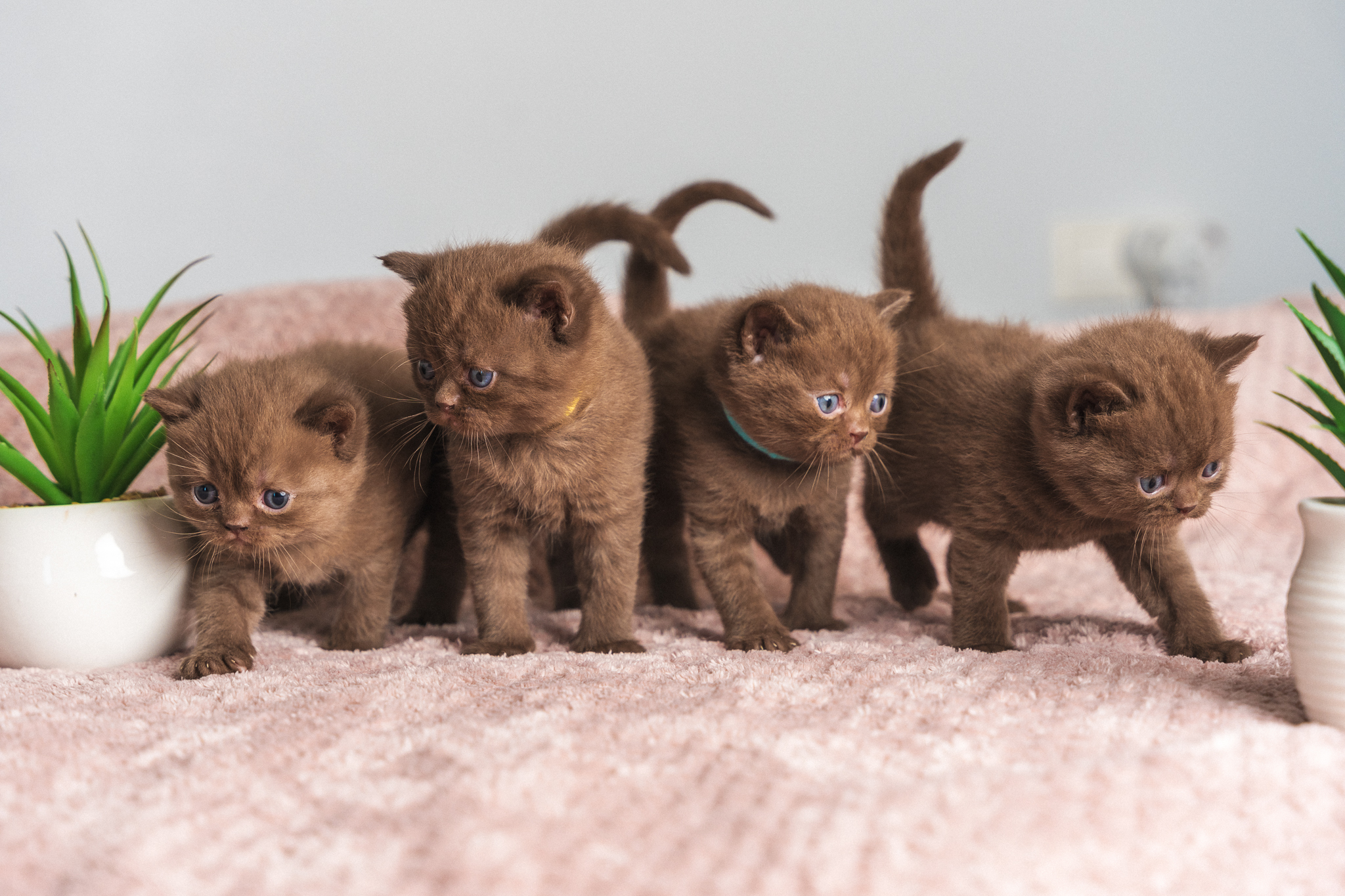 raunoleinasaar, leinasaarfoto, loomad, loomadepildistamine, fotograaf, pildistamine, pärnufotograaf