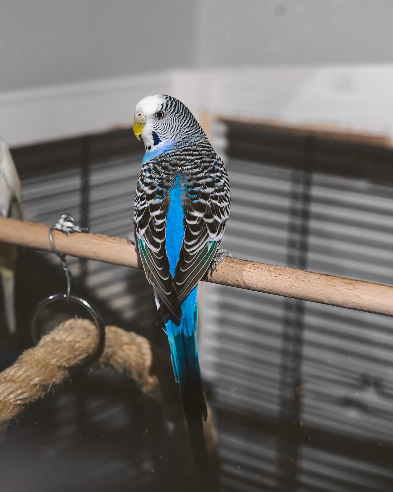 raunoleinasaar, leinasaarfoto, loomad, loomadepildistamine, fotograaf, pildistamine, pärnufotograaf