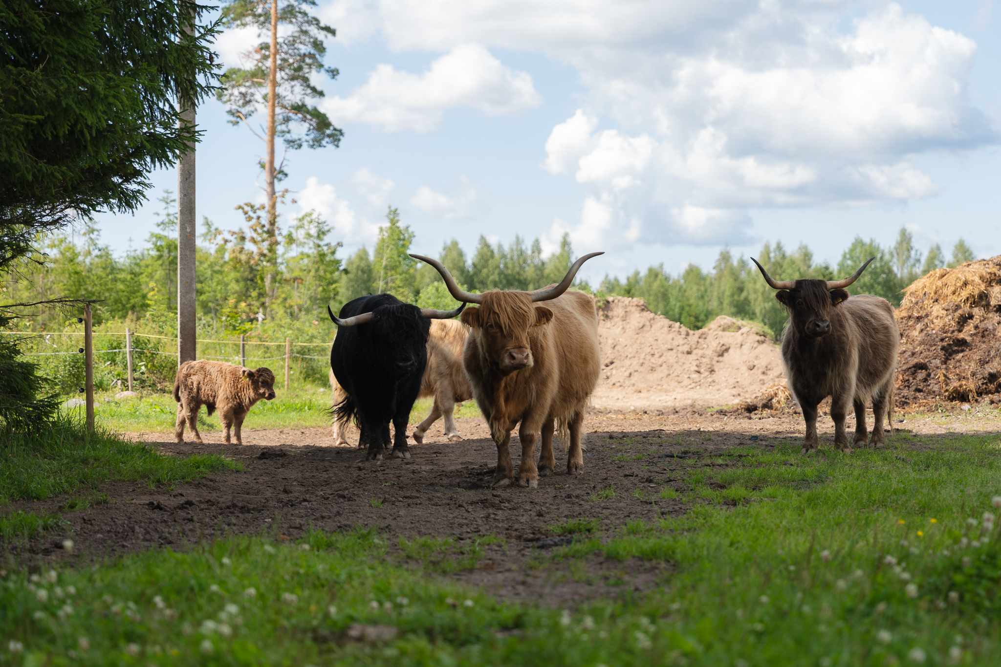 raunoleinasaar, leinasaarfoto, loomad, loomadepildistamine, fotograaf, pildistamine, pärnufotograaf